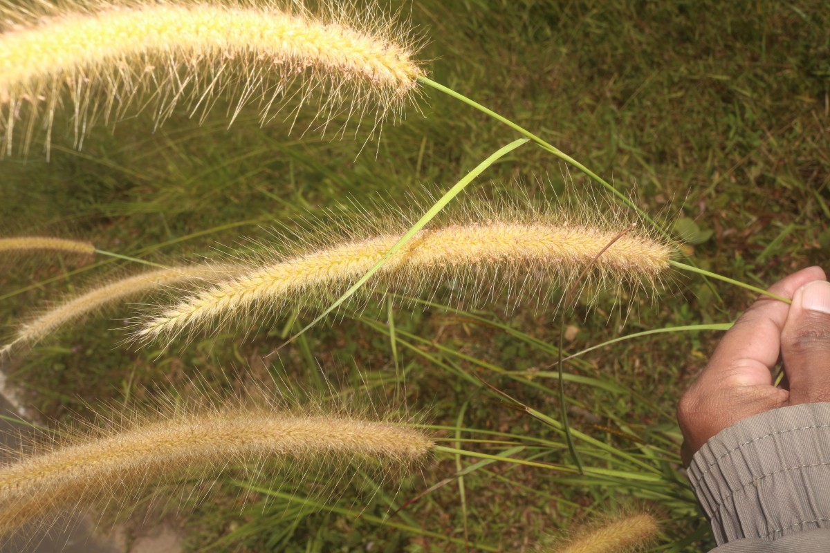 Cenchrus setosus Sw.